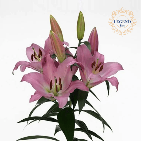 Lily Ori Table Dance Legend Pink 3-5bl