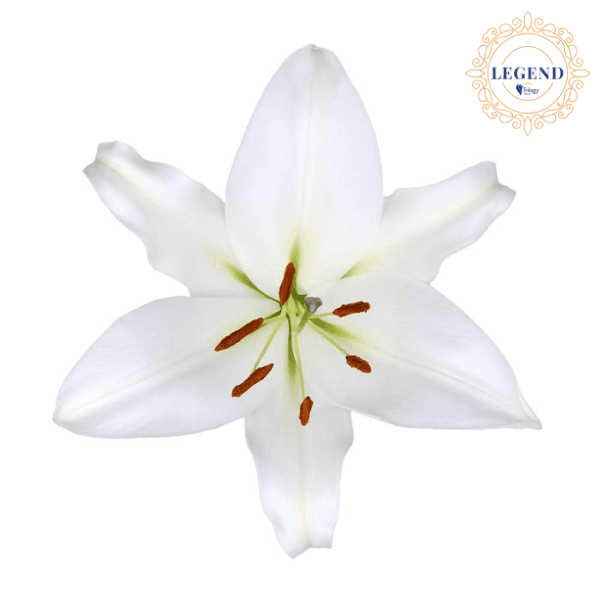 Lily Ori Zambesi Legend White 3-5bl