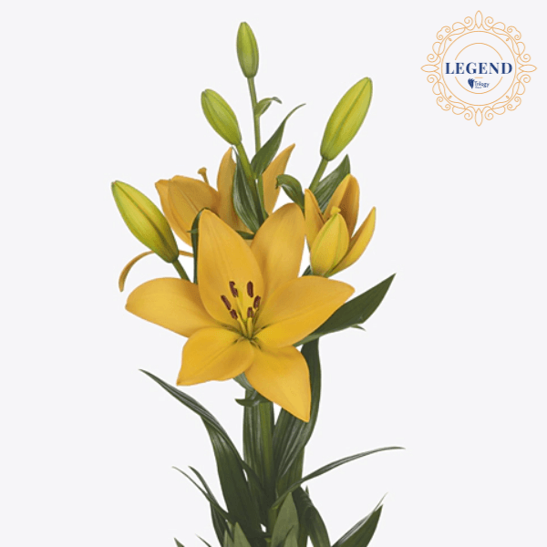 Lily La Hyb Scipione Legend Yellow 3/5bl