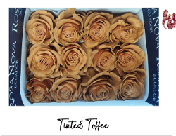 Rose Toffee Legend Tint 50 Cm
