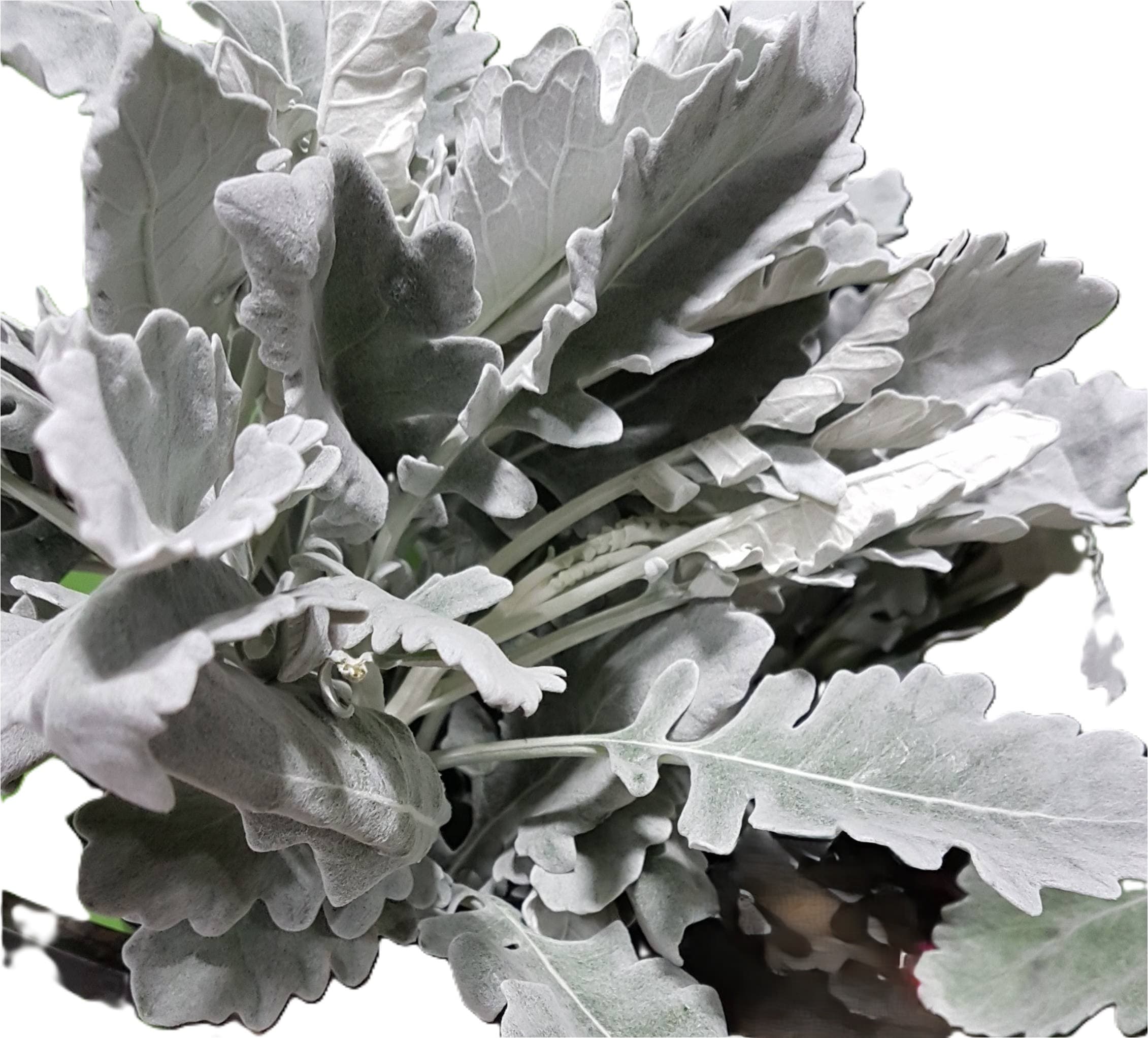 Dusty Miller Silver Lagoon Green Green 60 Cm