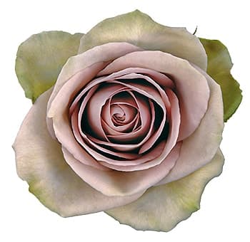 Rose Amnesia Lavander 40/50cm