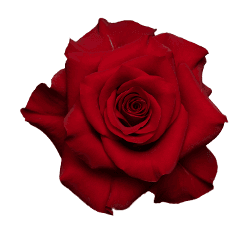 Rose Red Mamma Mia Red 70cm
