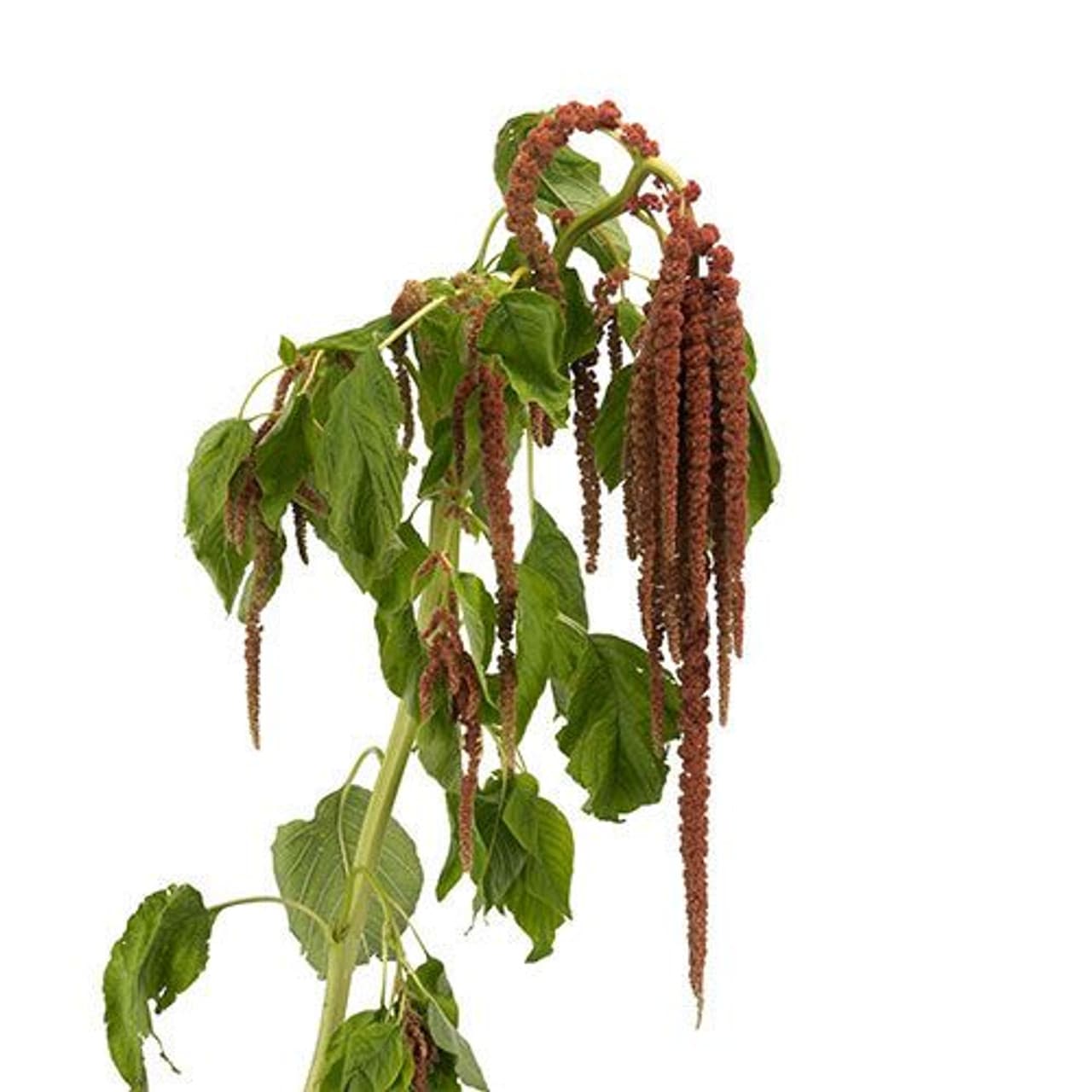 Amaranthus Hanging Bronze 60 Cm