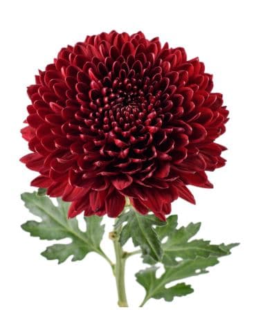 Mum Disbud Button Vanya Red