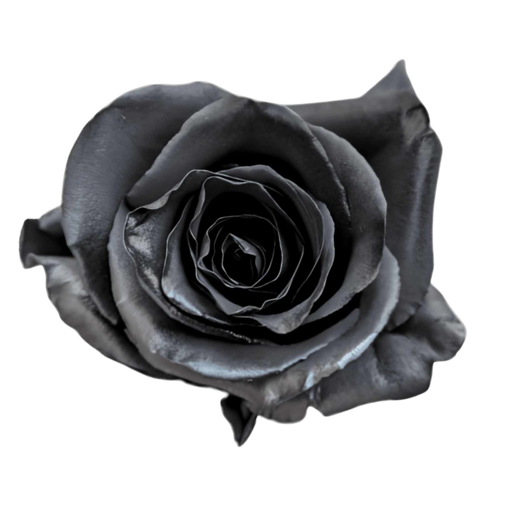 Rose Black Darkness Legend Tint 50 Cm