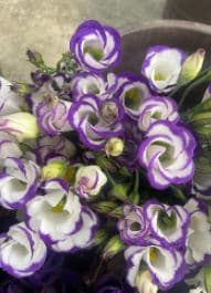 Lisianthus Lucky Star Bi Col Purple Super Select 70cm