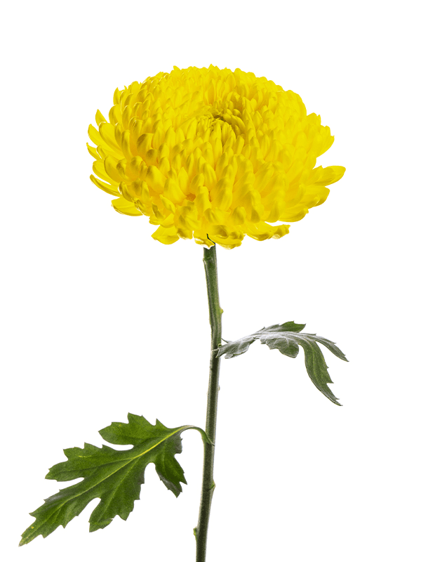 Mum Football Magnum Yellow