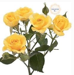 Rose Spray Legend Yw Babe Yellow 45 Cm