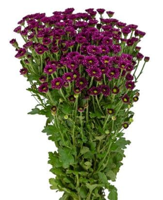 Pom Santini Mora Purple