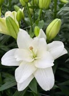 Lily La Hyb Belvedere Double Legend White 3/5bl
