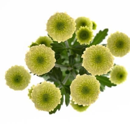 Pom Santini Green Candy Green