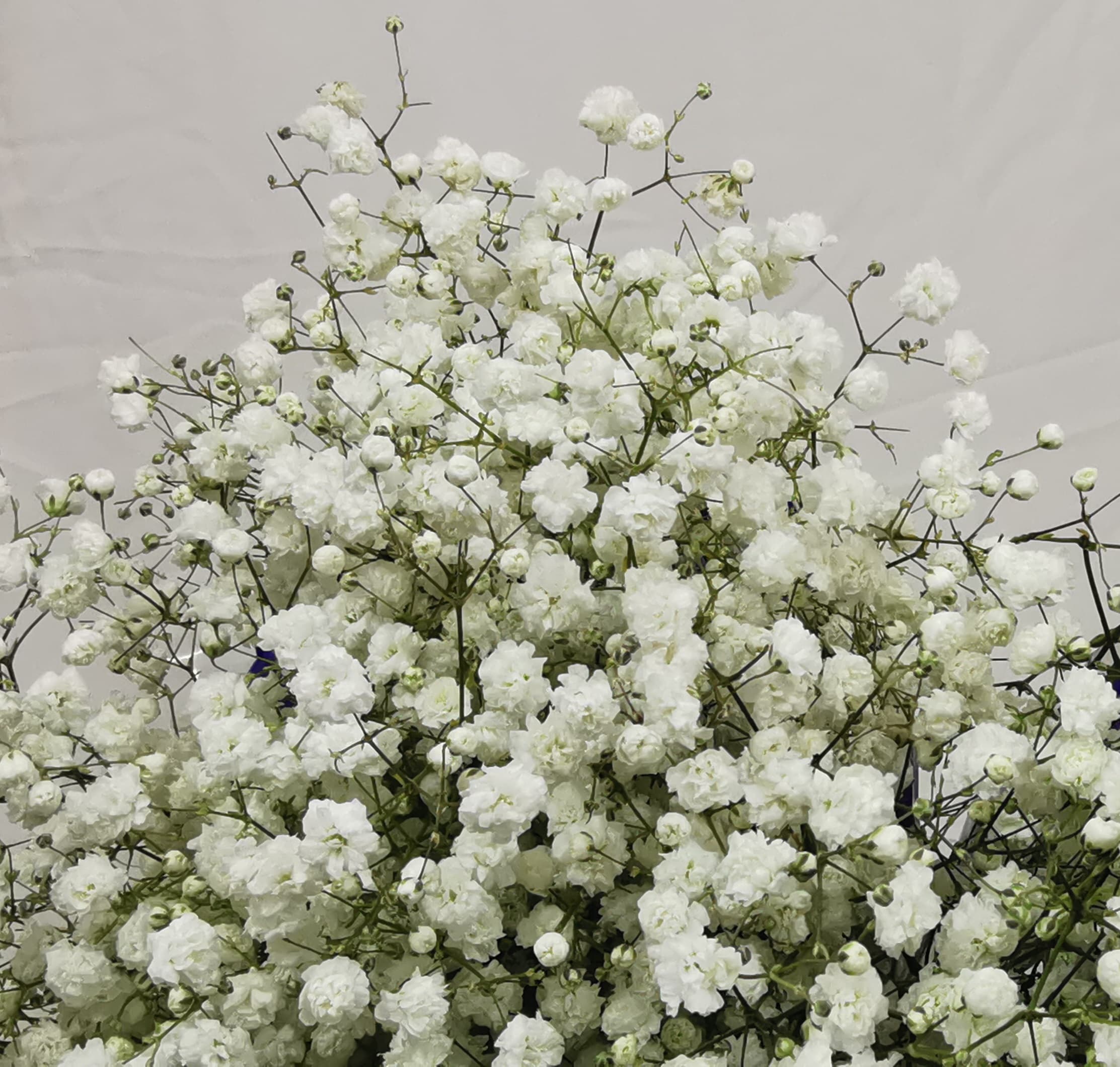 Gyp Xlence White Bouquet