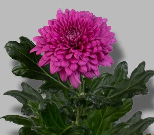 Mum Disbud Lamira Purple