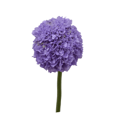 Scabiosa Focal Scoop Teaberry Lavander 50 Cm