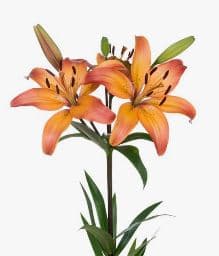 Lily La Hyb Royal Sunset Legend Orange 3/5bl