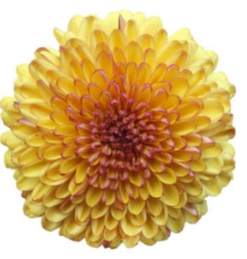 Mum Disbud Bicolor Shortcake Bi Col Bronze