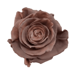Rose Hot Chocolate Legend Tint 60cm
