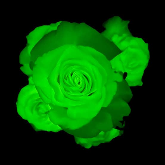 Rose Glow In The Dark Green Legend Tint 60cm