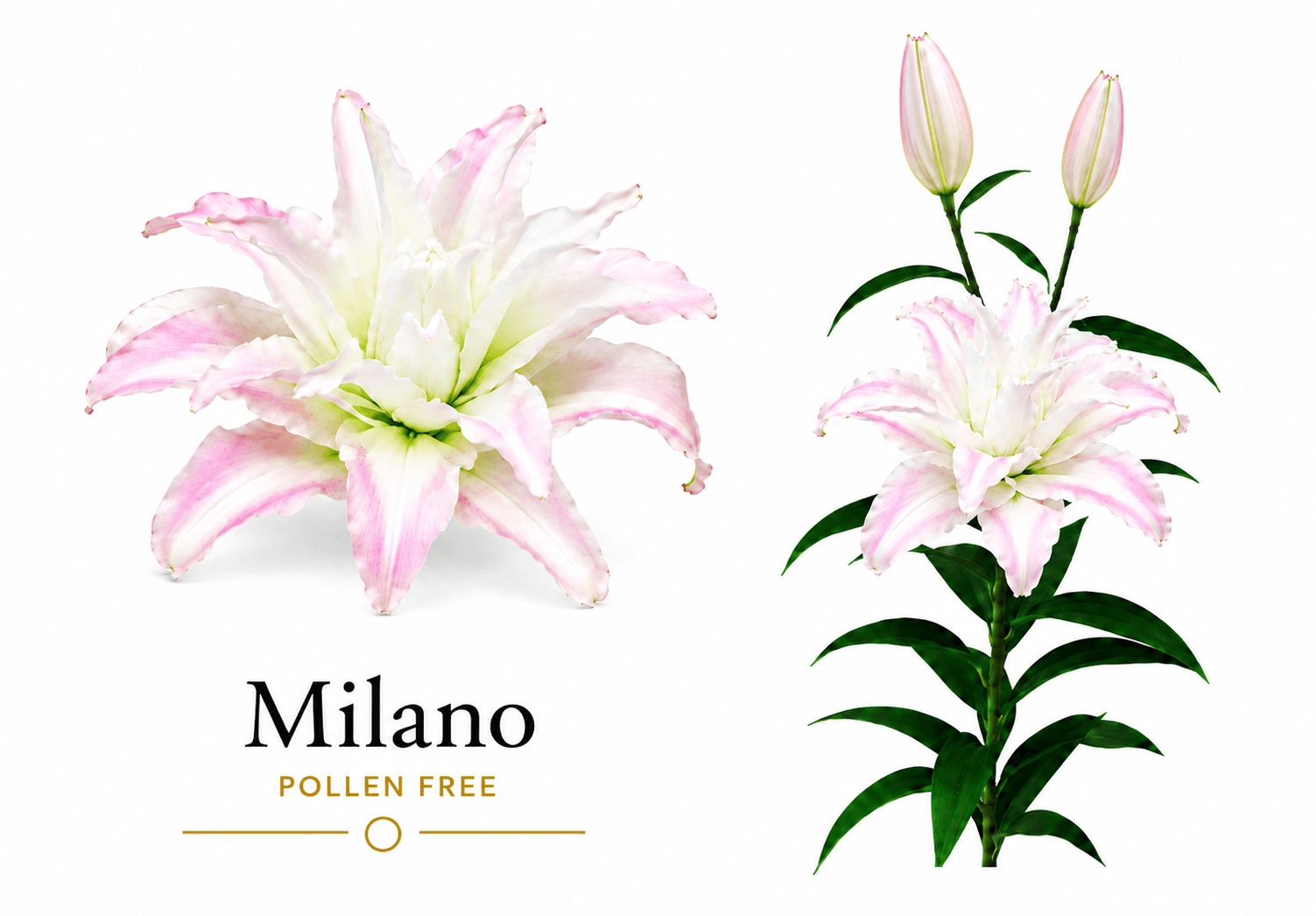 Lily Ori Double Milano Pollen Free Legend Pink 3/5bl