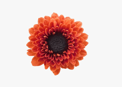 Pom Santini Namib Bronze