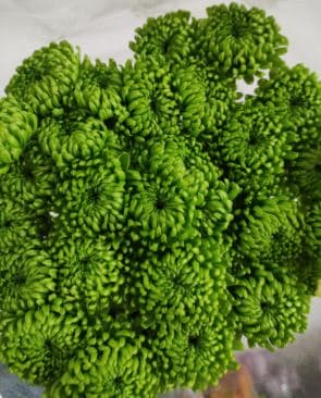 Pom Nov Alemani Green