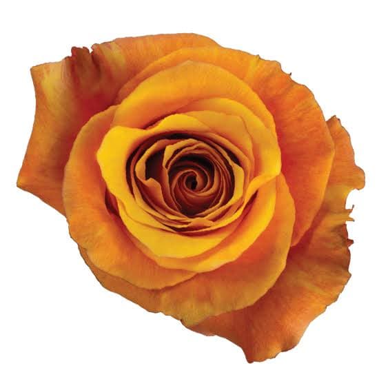 Rose Lumia Legend Bi-col Orange 50 Cm