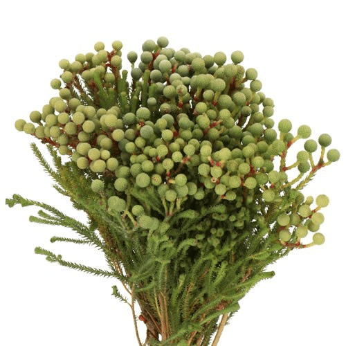 Fillers Brunia Berzelia Abratonoides Green 50 Cm