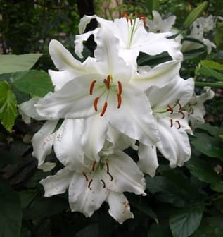 Lily Ori Castellani White 3-5bl