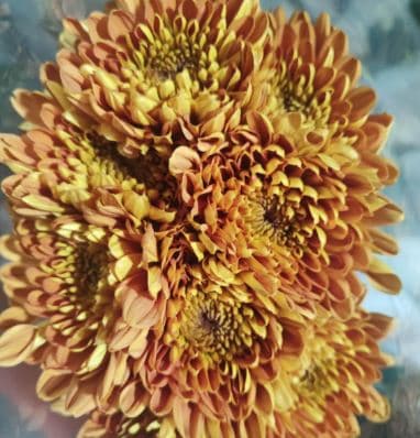 Mum Disbud Bellavista Bronze