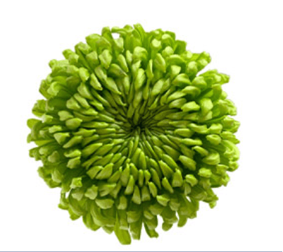 Mum Disbud Alemani Green