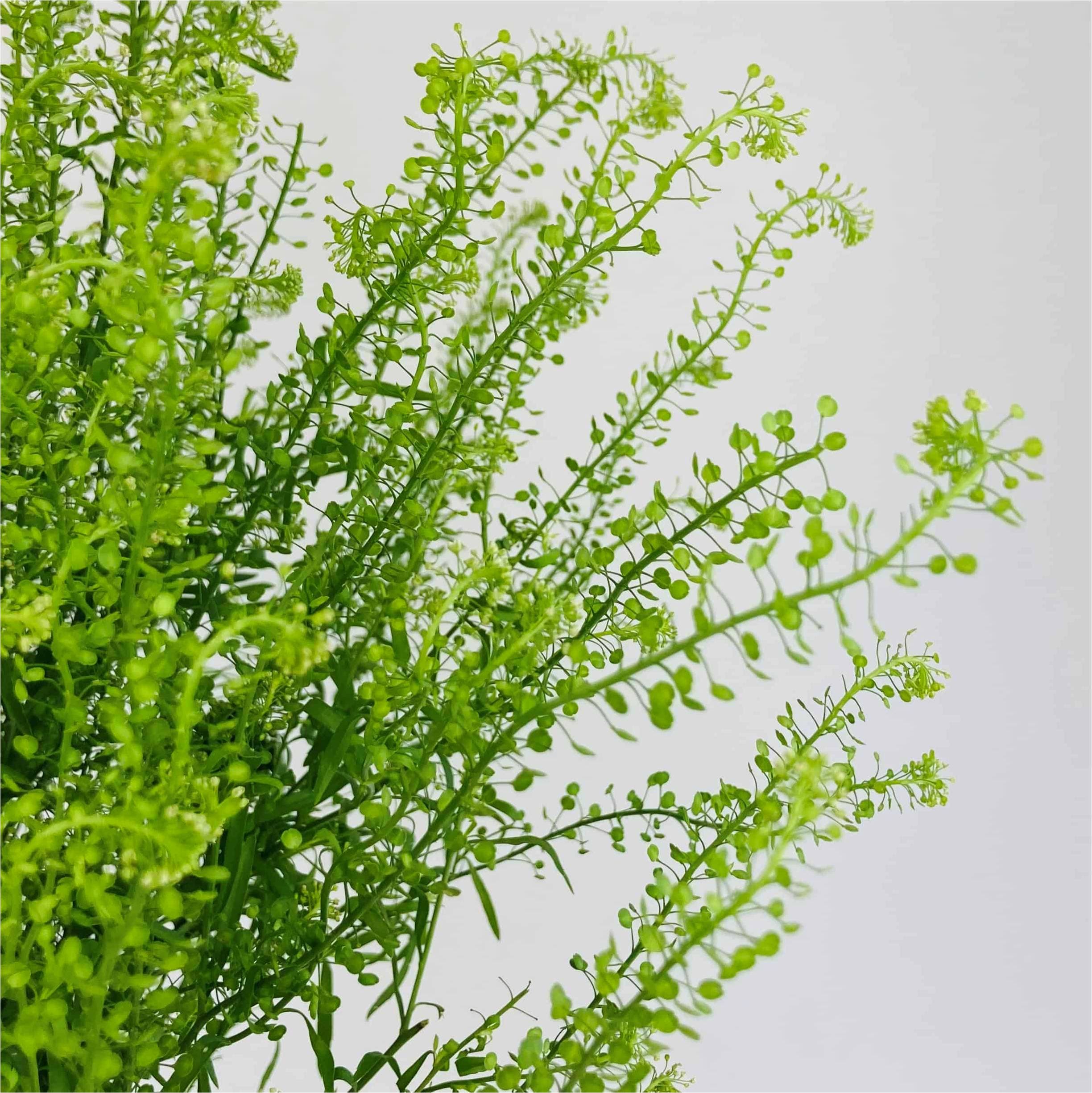 Lepidium Green 70 Cm