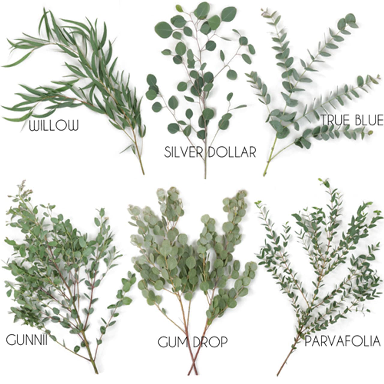 Eucalyptus Asst