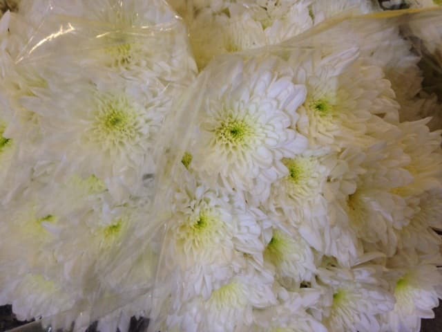 Pom Cushion Bonita White