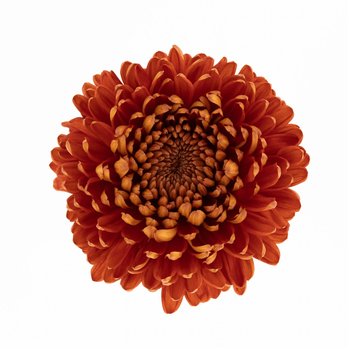 Mum Disbud Chesnut Bronze