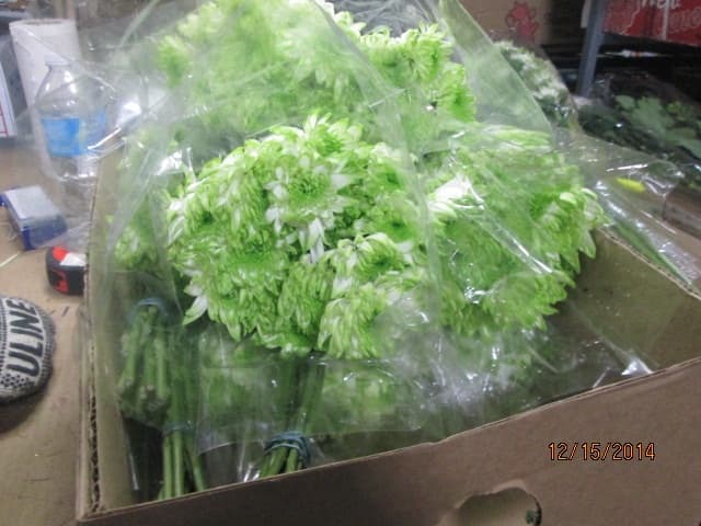 Pom Cushion Zembla Lime Green