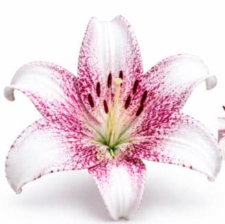 Lily La Hyb Sweet Zanica Legend Bicol Whi/pink 3/5bl