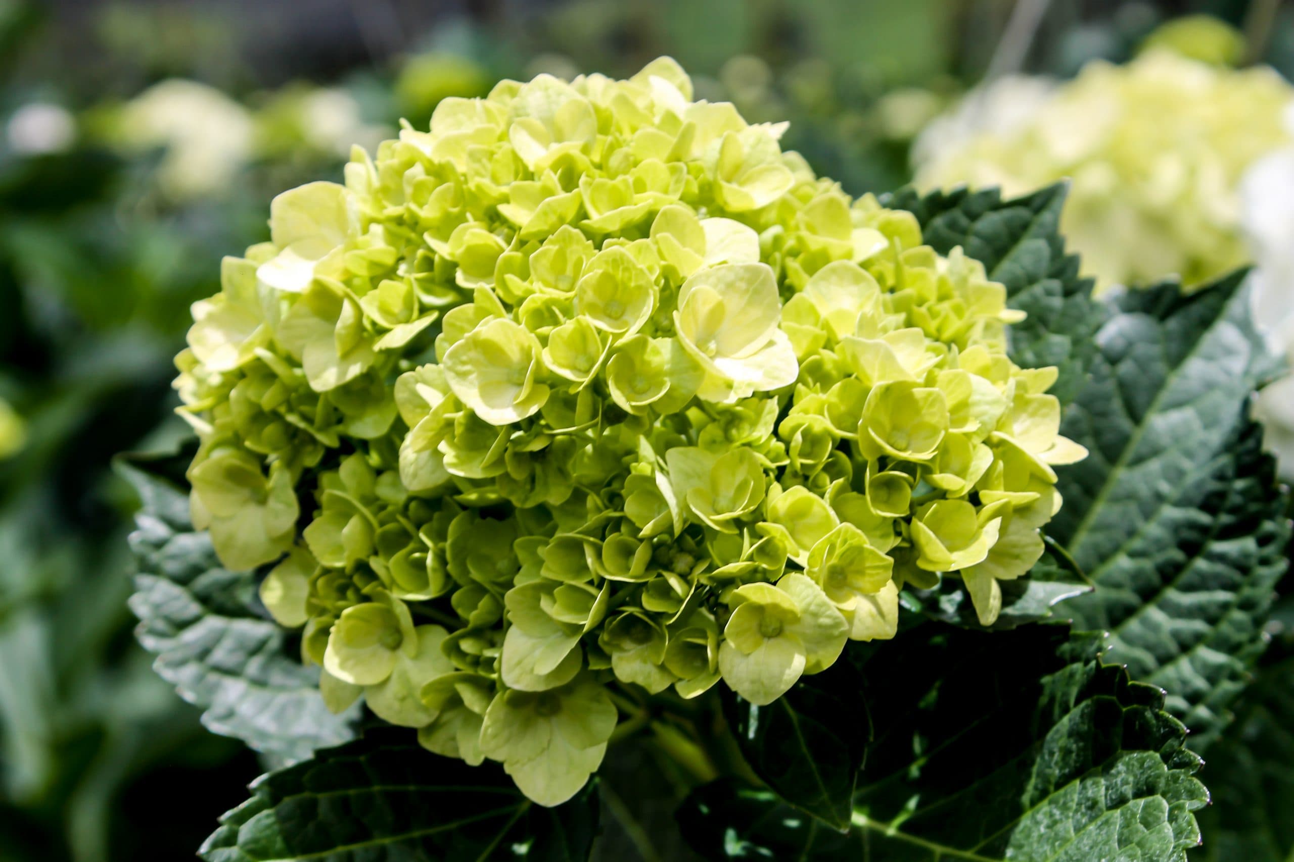 MINI HYDRANGEA GREEN