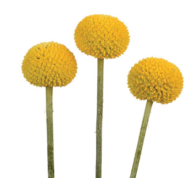 Craspedia Jumbo Yellow 60 Cm