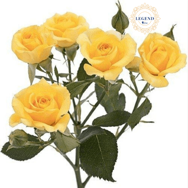 Rose Spray Legend Yw Babe Yellow 50cm