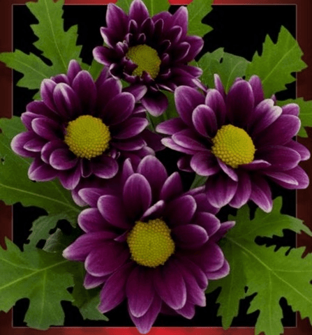 Pom Daisy Handsome Purple