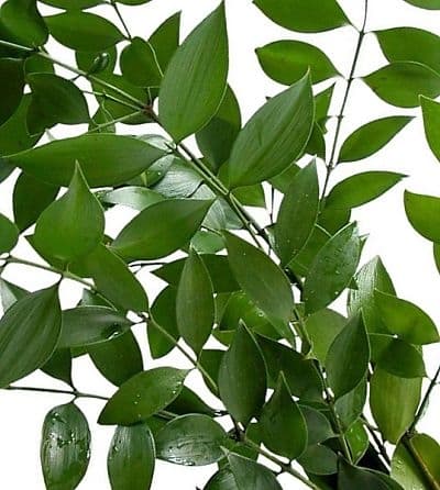 Ruscus Italian Green 150 Gms