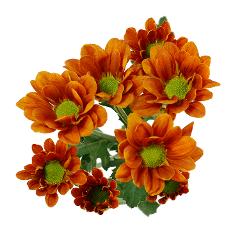 Pom Daisy Managua Bronze