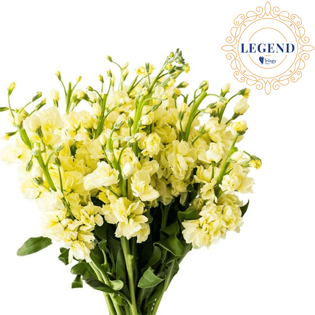 STOCK YELLOW LEGEND 70 CM