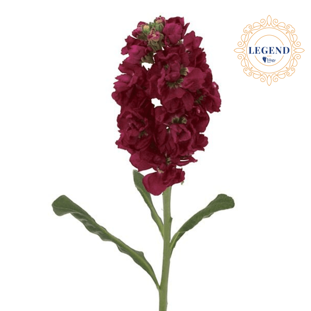 Stock Legend Red Ruby 70 Cm