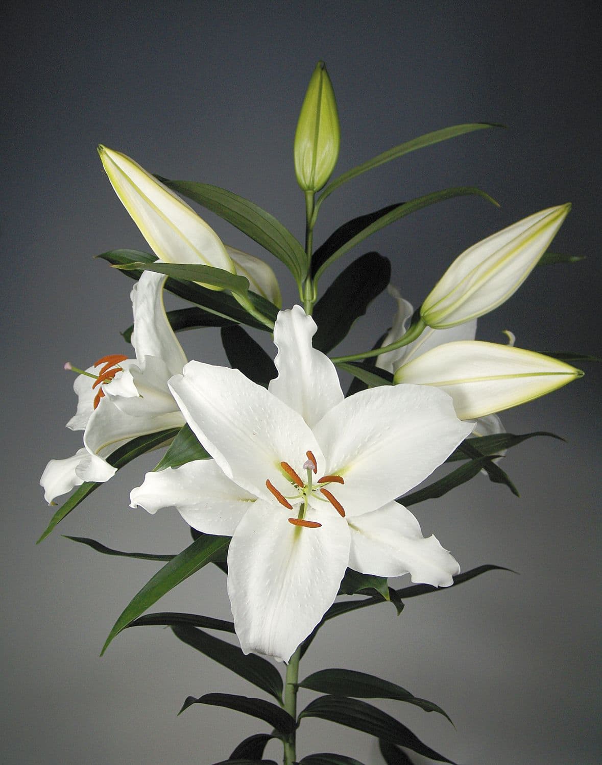 Lily Ori Crystal Blanca White 3-5bl