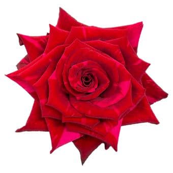 Rose Red Panther Red 70 Cm