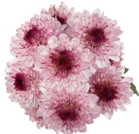 Pom Nov Shortcake Bi Col Purple