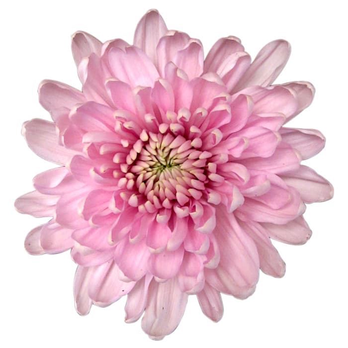 Mum Disbud Rossano Pink