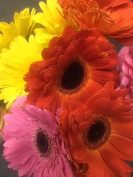 Gerbera Asst Large 50cm
